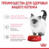 Royal Canin Kitten       - zooural.ru - 